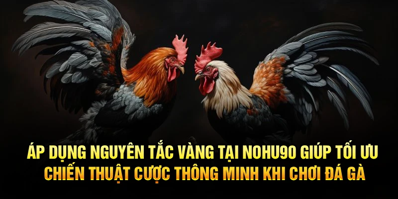 Áp dụng nguyên tắc vàng tại Nohu90 giúp tối ưu chiến thuật cược thông minh khi chơi đá gà