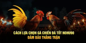 Cách Lựa Chọn Gà Chiến Đá Tốt Nohu90, Đảm Bảo Thắng Trận
