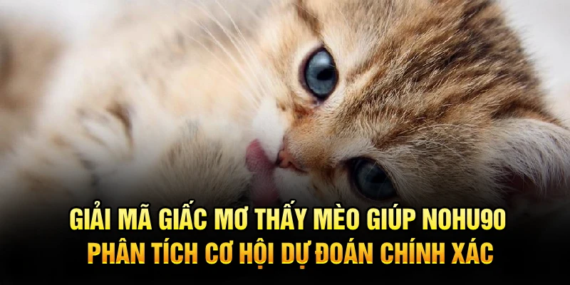 Giải mã giấc mơ thấy mèo giúp Nohu90 phân tích cơ hội dự đoán chính xác