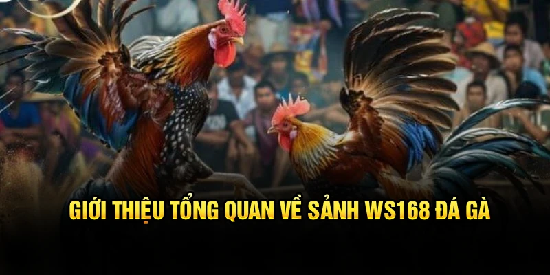 Giới thiệu tổng quan về sảnh WS168 đá gà