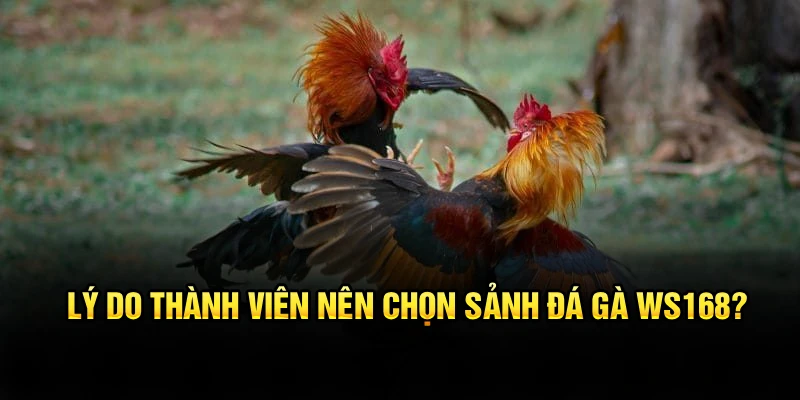 Lý do thành viên nên chọn sảnh đá gà WS168?