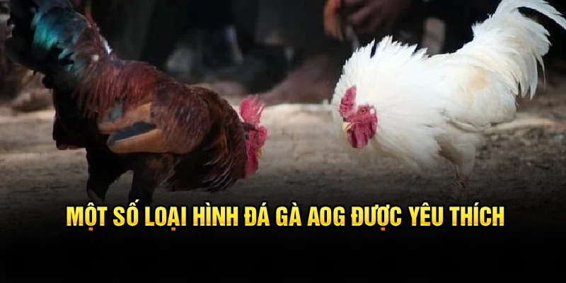 Một số loại hình đá gà AOG được yêu thích 