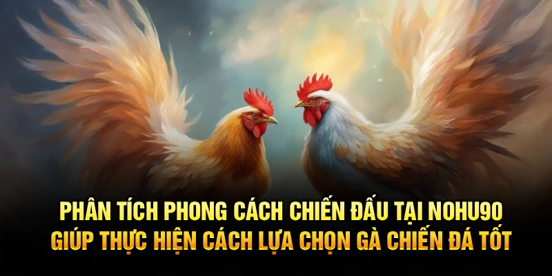 Phân tích phong cách chiến đấu tại Nohu90 giúp thực hiện cách lựa chọn gà chiến đá tốt 