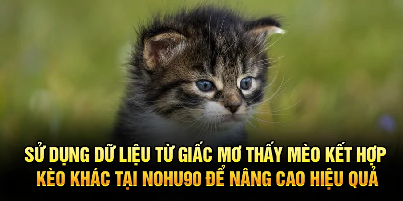Sử dụng dữ liệu từ giấc mơ thấy mèo kết hợp kèo khác tại Nohu90 để nâng cao hiệu quả